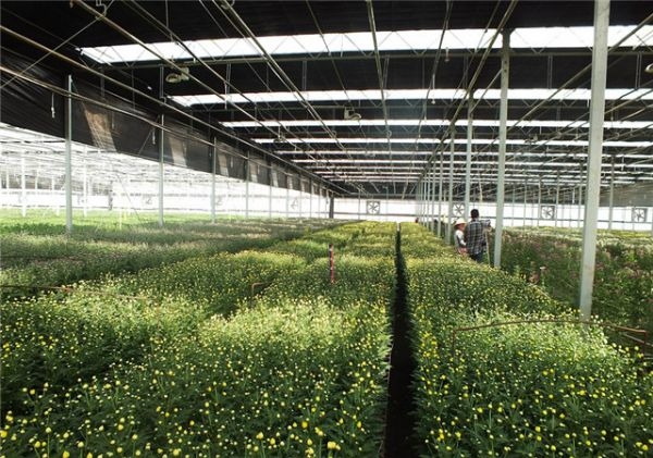 山東溫室大棚廠家